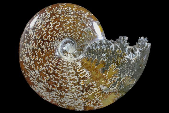 6.3" Polished Ammonite (Cleoniceras) Fossil - Madagascar